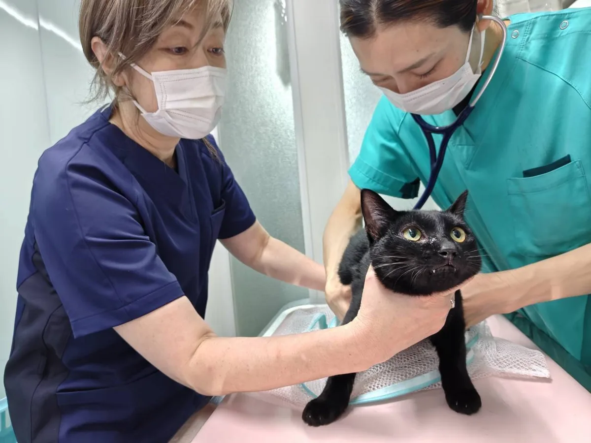 獣医師によるどうぶつの診察